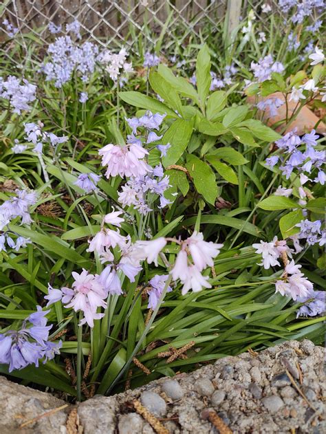 wood hyacinths mix spanish bells